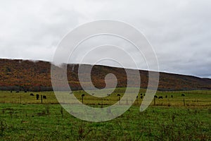 Cattle graze below autumn mountains