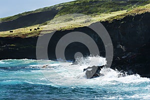 Cattle Graze on Black Cliff edge in Hawaii