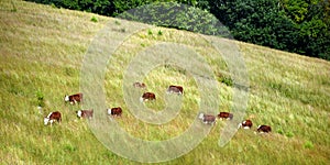 Cattle Graze in Deep Grass on Eastern Tennessee Hillside