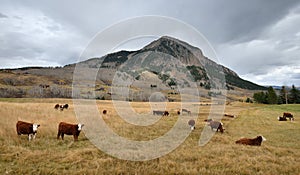 Cattle graze in a field near Mt. Crested Butte, Colorado