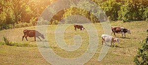 Cattle graze in a green field