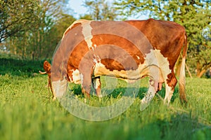 Cattle graze on green meadow grass. Breeding cows in the countryside