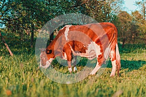 Cattle graze on green meadow grass. Breeding cows in the countryside