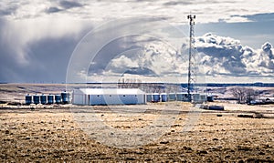 Cattle graze near a wind shelter on a rural prairie harvested field