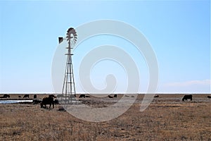 Cattle graze near windmill on high plains photo
