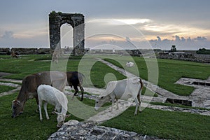 Cattle graze next to the ruins of the lighthouse at the Old Dutch Fort at Jaffna in Sri Lanka.