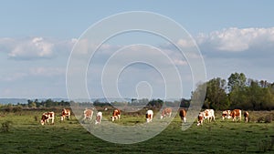 Cattle graze on pasture in sunspot