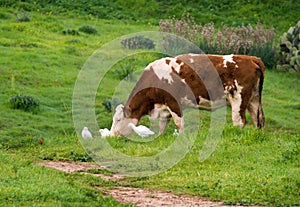 Cattle graze in spring pastures in the Negev, Israel