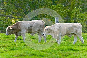 Cattle grazing