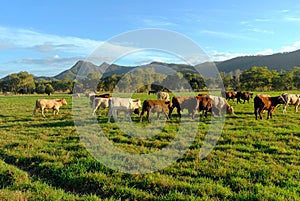 Cattle grazing photo