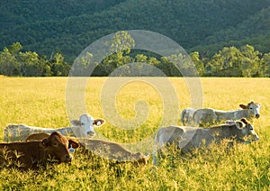 Cattle grazing