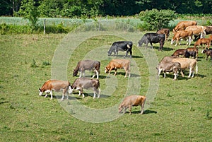 Cattle Grazing