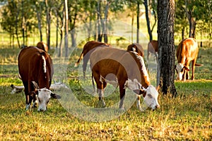 Cattle grazing photo