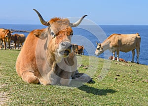 Cattle graze on the Basque coastline at the foot of Mount Jaizkibel, Hondarribia, Spain photo