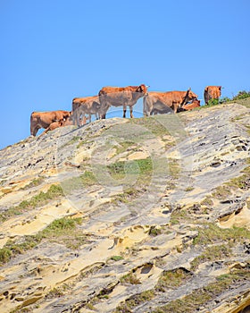 Cattle graze on the Basque coastline at the foot of Mount Jaizkibel, Hondarribia, Spain photo