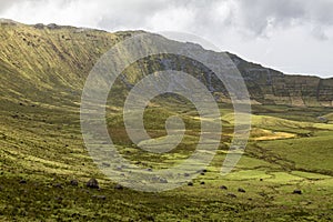 Cattle Grazing in Corvo