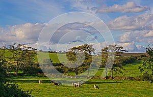 Cattle grazing on Dartmoor,UK