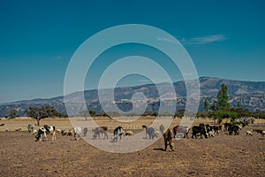 Cattle grazing on dry land with mountains in the background in the state of Hidalgo