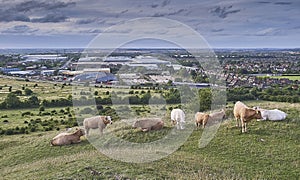 Cattle grazing in Dunstable Blows Downs - late afternoon light