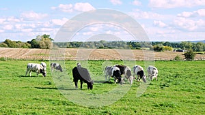 Cattle Grazing on Farmland