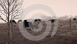 Cattle Grazing on Farmstead