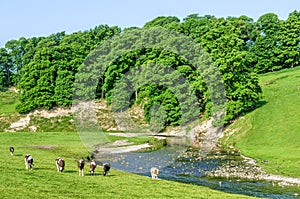 Cattle grazing in field next to River Bela, Cumbria, England photo