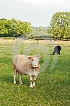 Cattle grazing in a field.