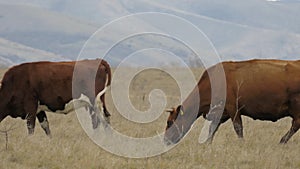 Cattle grazing in fields with grass