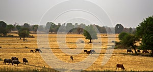 Cattle grazing in the fields after harvesting grain
