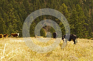 Cattle grazing in a forest meadow