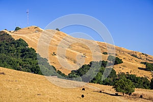 Cattle grazing on the golden hills of Mission Peak Preserve