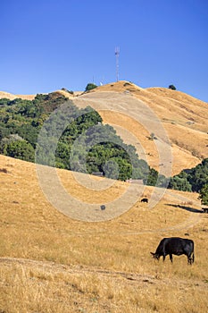 Cattle grazing on the golden hills of Mission Peak Preserve