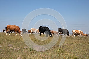 Cattle grazing on the grassland in Zhangbei County, Hebei Province, China