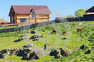 Cattle grazing on a grassy slope near farmhouse