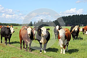 Cattle grazing on green farmland