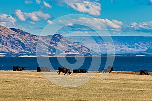 Cattle grazing at Hawea Lake, Southern Alps, NZ