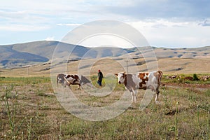 Cattle grazing on hills, Kahramanmaras, Turkey