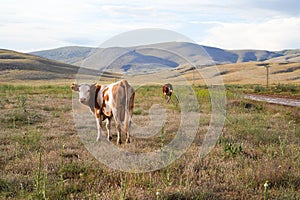 Cattle grazing on hills, Kahramanmaras, Turkey