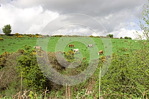 Cattle grazing in an Irish field on a hill