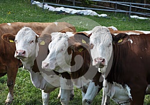 Cattle at grazing land