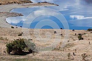 Cattle grazing on the land surrounding Lake Hawea