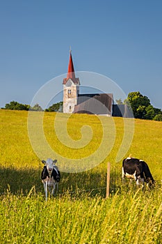 Cattle grazing in a meadow near a church