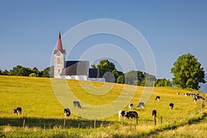 Cattle grazing in a meadow near a church