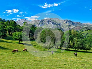 Cattle grazing in a meadow and Sueve Sierra in background, PiloÃ±a, Asturias, Spain photo