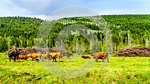 Cattle grazing in meadows along the Heffley-Louis Creek Road in Br