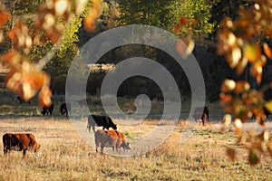 Cattle Grazing, Merritt, British Columbia