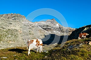 Cattle grazing on Moelltaler glacier in the High Tauern Alps in Carinthia, Austria, Europe. High altitude farming in Hohe Tauern