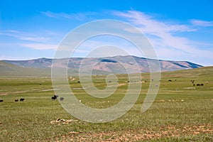 Cattle grazing on a Mongolian grassland steppe