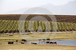 Cattle grazing near water supply Riebeek Kasteel S Africa South Africa