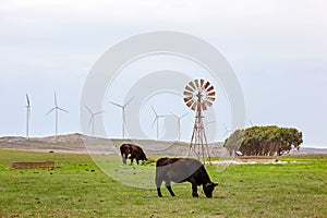 Cattle Grazing Beside Old And New Wind Devices